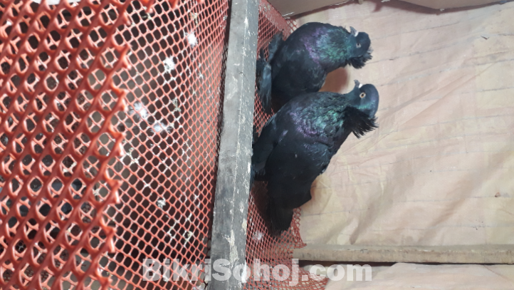 Black House Pigeon